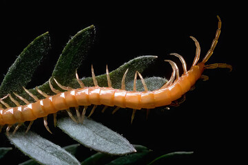 Electric Blue Insect on a Green Plant