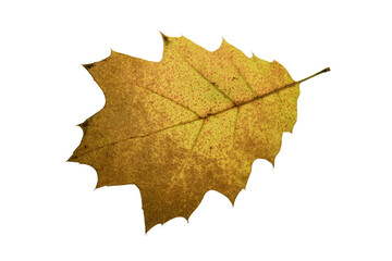 autumn maple leaf