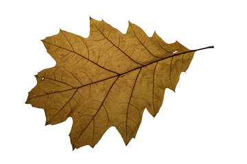 autumn maple leaf