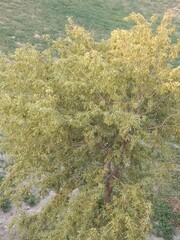 Dalbergia sissoo plant or Dalbergia sissoo big tree or  North Indian rosewood or shisham tree or sisau tree