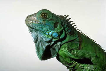 Lizard Head and Eye Close-Up in Natural Habitat