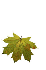 autumn maple leaf