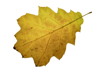 Fototapeta premium autumn maple leaf