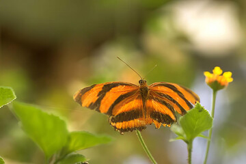 Butterfly on a Flower: A Close-Up of Nature's Beauty