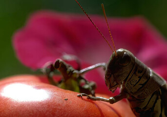 Beetle on Flower Petals in a Vibrant Garden Setting