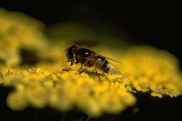 Bees Pollinating Colorful Flowers in Nature Close-Up
