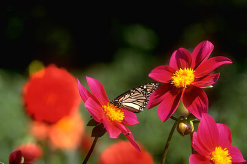 Colorful Butterfly on Vibrant Flower Petals in a Garden Setting