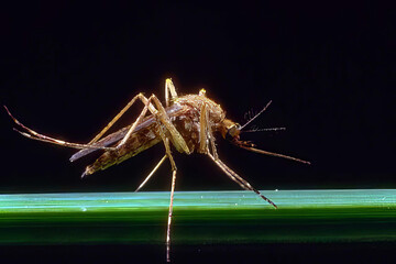 Insect in Darkness: Flash Photography of a Pest on Grass