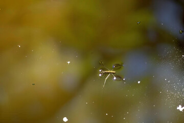 Spider on a Grass Blade with Dew Drops and Spider Webs in a Natural Setting