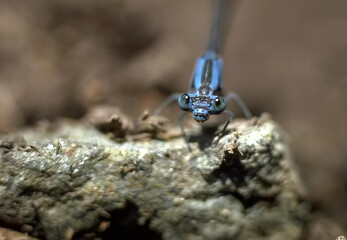 Vibrant Electric Blue Insect on a Leaf
