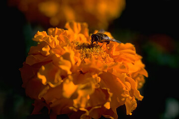 A Beautiful Honeybee on an Orange Flower in Bloom