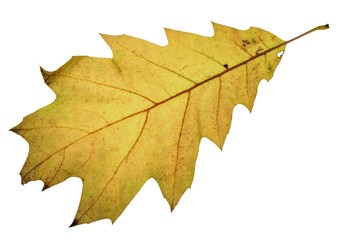 autumn maple leaf