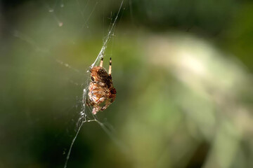 Title: Spider Intricately Weaving a Web on a Twig in a Natural Setting