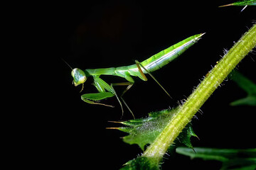 Colorful Cricket on Green Plant: A Macro Photography Capture of an Insect