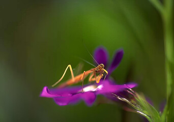 Dragonfly Among Purple Flowers in Nature
