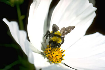 Close-Up of a Honeybee on a Flower Petal