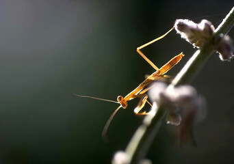 Title: Close-Up of a Cricket-Like Insect on a Twig in the Dark