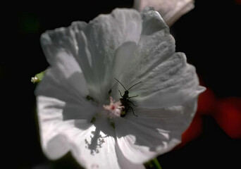 Vibrant Close-Up of a Colorful Flower Blossom with Delicate Petals and Pollen