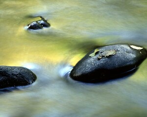 Electric Blue Serenity: Fluid Interaction of Water and Plants in Nature's Macro Landscape