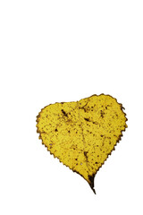 autumn leaf