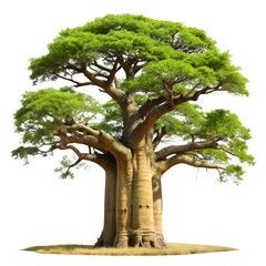 Ancient baobab tree on transparent background