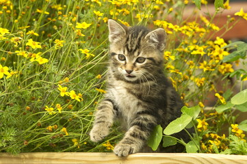 Chaton européen