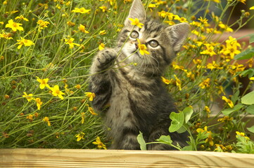 Chaton européen