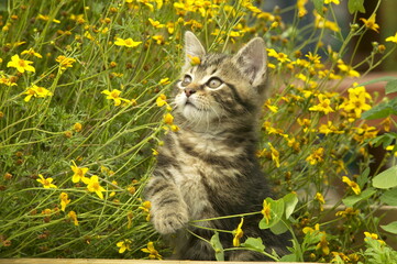 Chaton européen