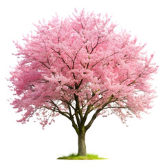 Fototapeta premium Blooming cherry blossom tree on transparent background