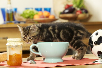 Chaton européen, petit déjeuner,
