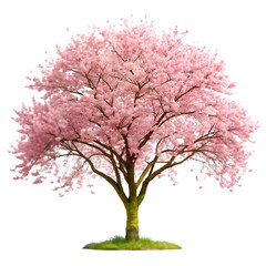 Blooming cherry blossom tree on transparent background