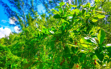 Tropical plant tree flowers with blue sky in Mexico.