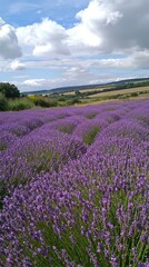 Naklejka premium Tranquil Lavender Field in Full Bloom Under Blue Sky
