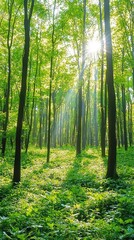 Obraz premium Sun Rays in a Serene Forest Scene
