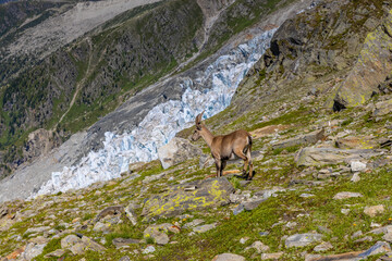 Alpine ibex, Capra ibex, steinbock European species of goat living in the Alps. Mountain goat in the Alps near Chamonix Mont Blanc. Wild goat in the natural environment, mammal wildlif of the Alps