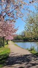 Serene Cherry Blossom View Along Tranquil Pathway