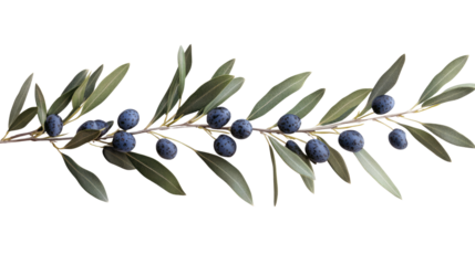 branch of olive tree on white background