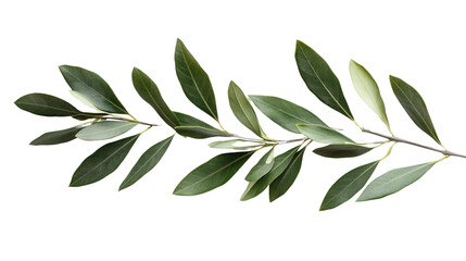 olive branch isolated on white background