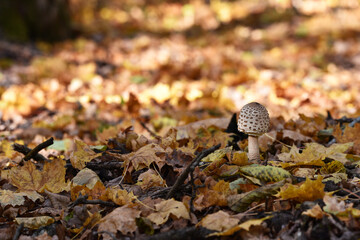 Obraz premium mushroom umbrella. Lepiota helveola. Macrolepiota procera. mushroom in autumn forest and dry leaves. Mushroom Parasol. autumn background. edible mushroom, nature close-up. poisonous. space for text