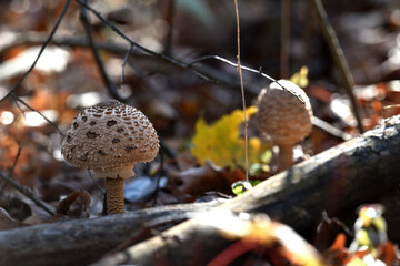 mushroom umbrella. Lepiota helveola. Macrolepiota procera. mushroom in autumn forest and dry...