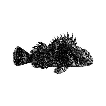 Scorpion Fish hand drawing vector isolated on background.