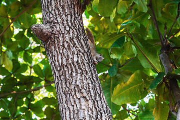 Obraz premium Vietnamese squirrel eats a nut on a tree in a park in summer in Asia in Vietnam