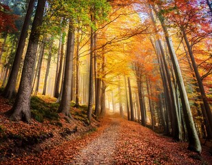 Beautiful view of the forest on a sunny day. Autumn landscape. Carpathians. Ukraine, Europe