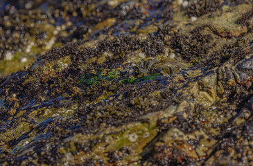 Seaweed On The Beach