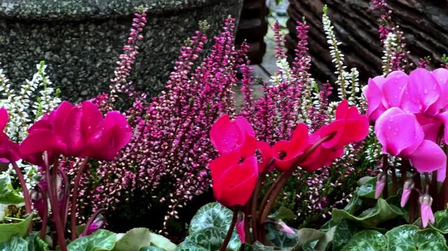 Vibrant cyclamen and heather flowers blooming in a garden bed after rainfall