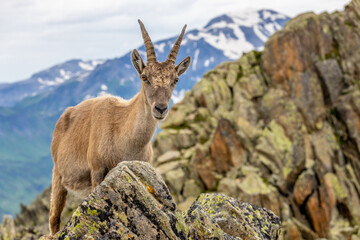 Alpine ibex, Capra ibex, steinbock European species of goat living in the Alps. Mountain goat in the Alps near Chamonix Mont Blanc. Wild goat in the natural environment, mammal wildlif of the Alps