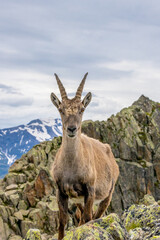 Obraz premium Alpine ibex, Capra ibex, steinbock European species of goat living in the Alps. Mountain goat in the Alps near Chamonix Mont Blanc. Wild goat in the natural environment, mammal wildlif of the Alps