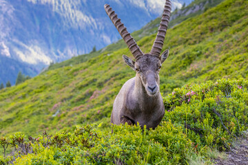 Alpine ibex, Capra ibex, steinbock European species of goat living in the Alps. Mountain goat in...