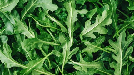 Fototapeta premium Close up top view of a rocket plant with fresh green arugula leaves showcasing a vibrant garden harvest in a vertical format