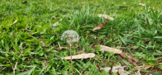 Dandelion Flower on Green Grass Background